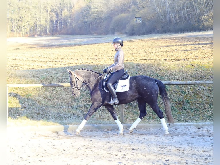 Más caballos centroeuropeos Caballo castrado 3 años 161 cm Tordillo negro in Wellheim