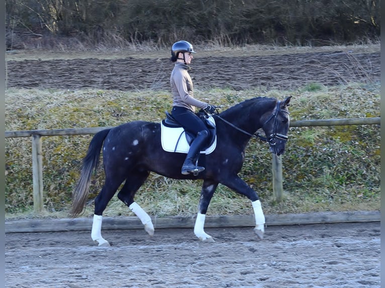 Más caballos centroeuropeos Caballo castrado 3 años 161 cm Tordillo negro in Wellheim