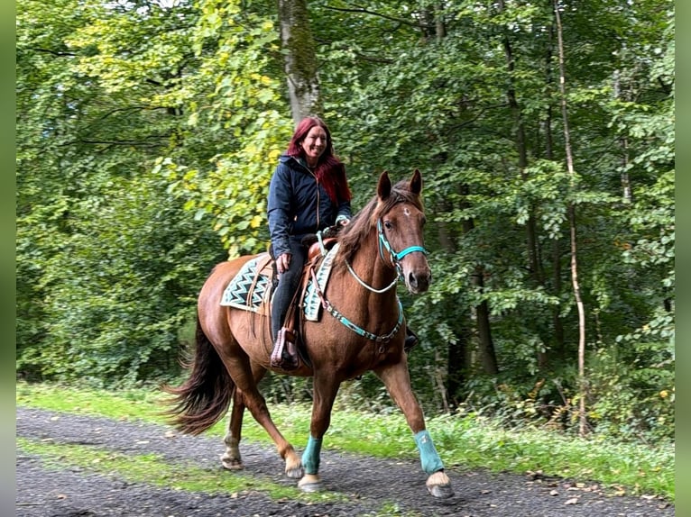 Más caballos centroeuropeos Caballo castrado 3 años 162 cm Alazán-tostado in Linkenbach