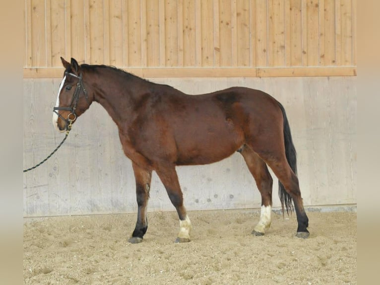 Más caballos centroeuropeos Caballo castrado 3 años 162 cm Castaño in Wellheim