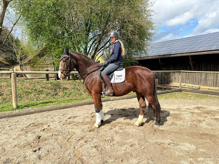 Más caballos centroeuropeos Caballo castrado 3 años 162 cm Castaño in Wellheim