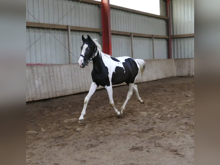 Más caballos centroeuropeos Caballo castrado 3 años 162 cm Pío in Borgentreich