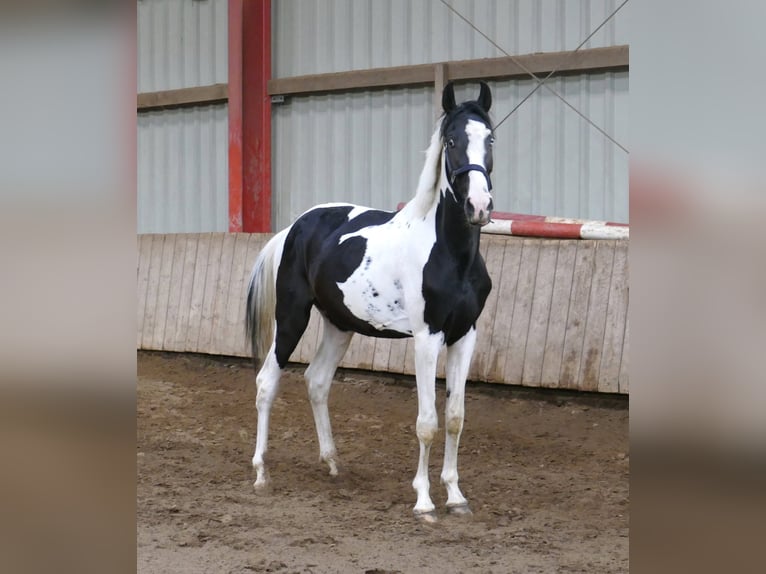 Más caballos centroeuropeos Caballo castrado 3 años 162 cm Pío in Borgentreich