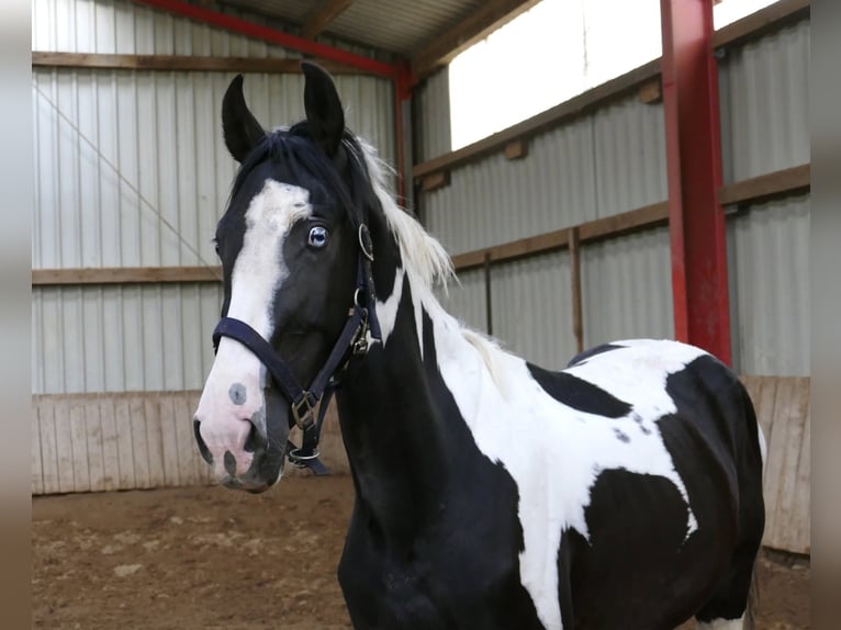 Más caballos centroeuropeos Caballo castrado 3 años 162 cm Pío in Borgentreich