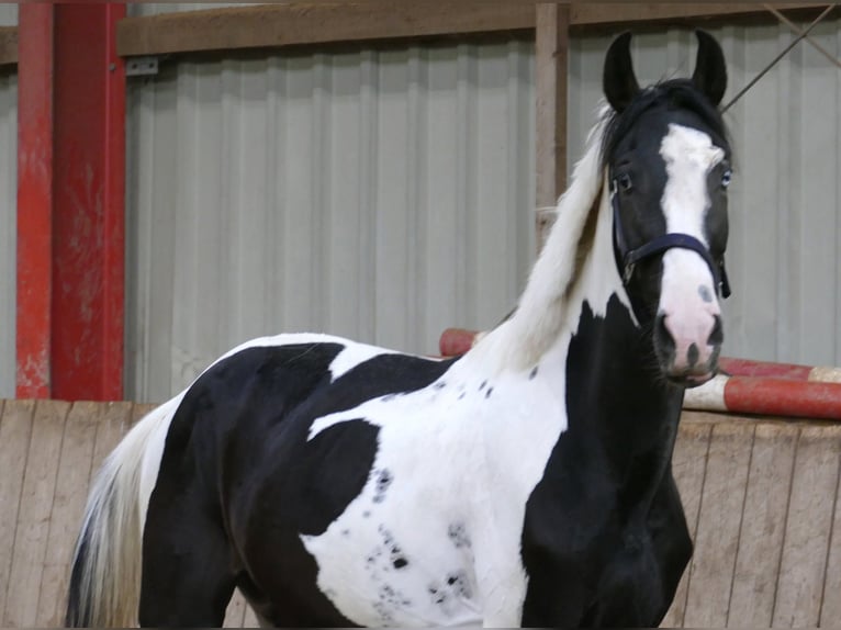 Más caballos centroeuropeos Caballo castrado 3 años 162 cm Pío in Borgentreich
