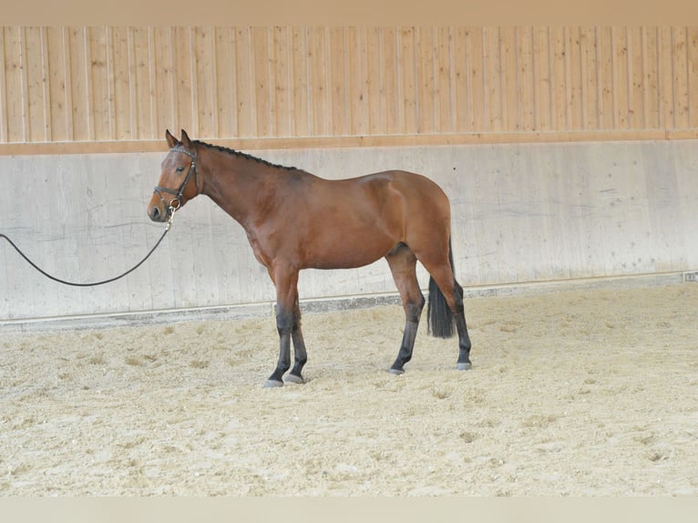 Más caballos centroeuropeos Caballo castrado 3 años 163 cm Castaño in Wellheim
