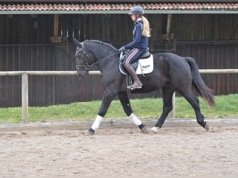 Más caballos centroeuropeos Caballo castrado 3 años 163 cm Negro in Wellheim