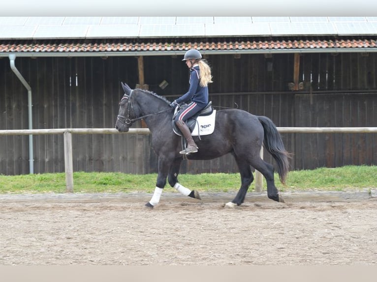 Más caballos centroeuropeos Caballo castrado 3 años 163 cm Negro in Wellheim