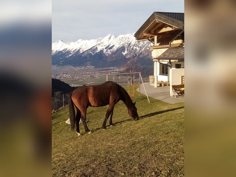 Más caballos centroeuropeos Caballo castrado 3 años 164 cm Castaño in Wattenberg
