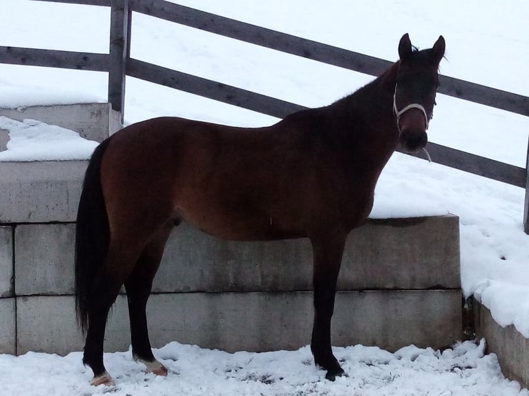 Más caballos centroeuropeos Caballo castrado 3 años 164 cm Castaño in Wattenberg