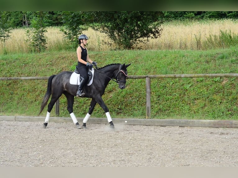 Más caballos centroeuropeos Caballo castrado 3 años 164 cm Tordillo negro in Wellheim