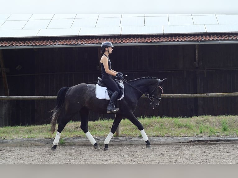 Más caballos centroeuropeos Caballo castrado 3 años 164 cm Tordillo negro in Wellheim