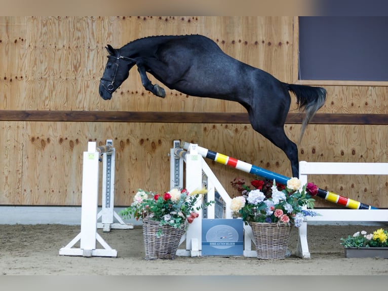 Más caballos centroeuropeos Caballo castrado 3 años 164 cm Tordo in Kinrooi