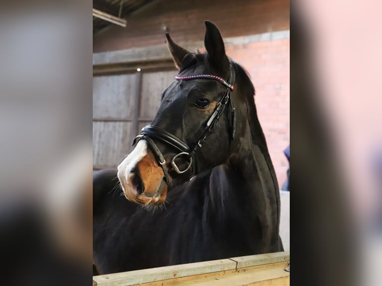 Más caballos centroeuropeos Caballo castrado 3 años 165 cm Negro in Wachtendonk