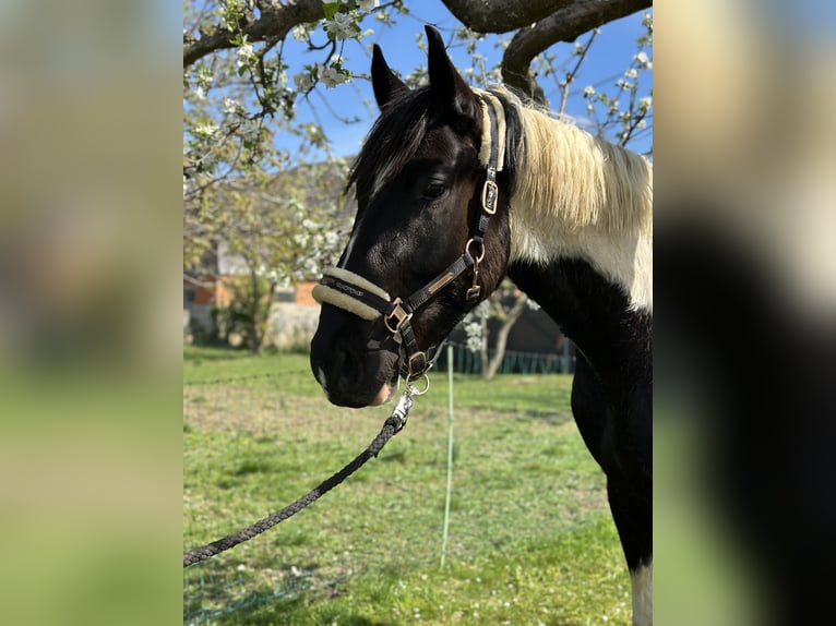 Más caballos centroeuropeos Mestizo Caballo castrado 3 años 165 cm Pío in Güssing