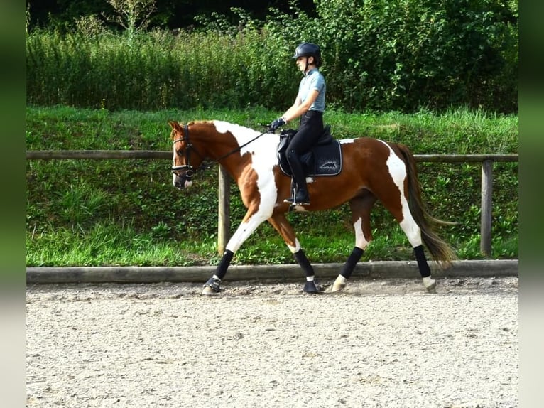 Más caballos centroeuropeos Caballo castrado 3 años 165 cm Pío in Wellheim