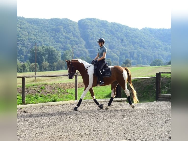 Más caballos centroeuropeos Caballo castrado 3 años 165 cm Pío in Wellheim