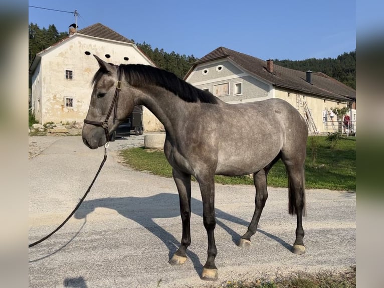 Más caballos centroeuropeos Caballo castrado 3 años 165 cm Tordo in Lasberg