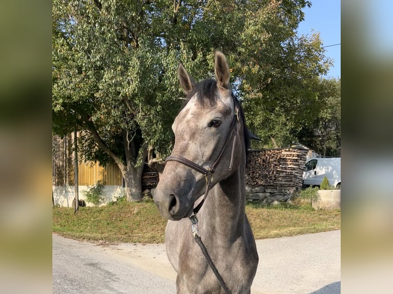 Más caballos centroeuropeos Caballo castrado 3 años 165 cm Tordo in Lasberg