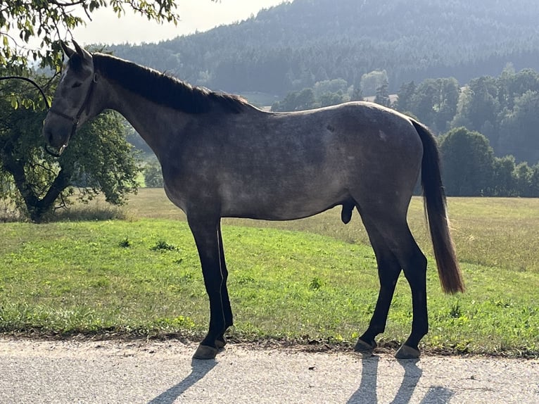 Más caballos centroeuropeos Caballo castrado 3 años 165 cm Tordo in Lasberg