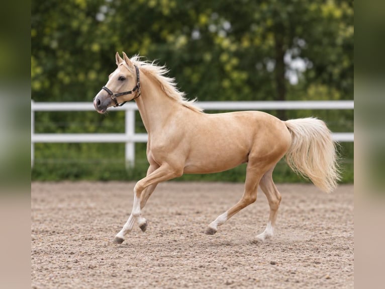 Más caballos centroeuropeos Caballo castrado 3 años 166 cm Palomino in Borgentreich