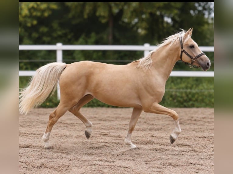 Más caballos centroeuropeos Caballo castrado 3 años 166 cm Palomino in Borgentreich