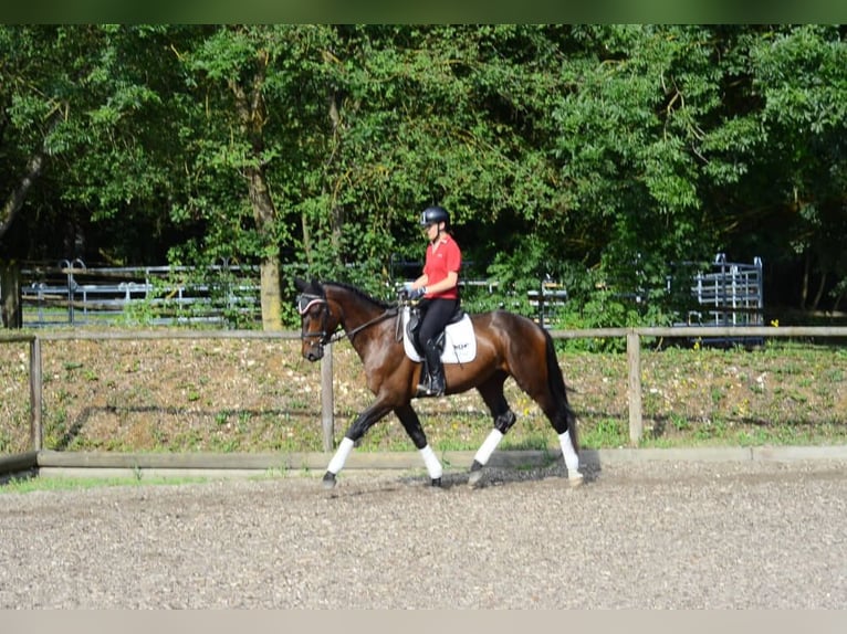 Más caballos centroeuropeos Caballo castrado 3 años 167 cm Castaño in Wellheim