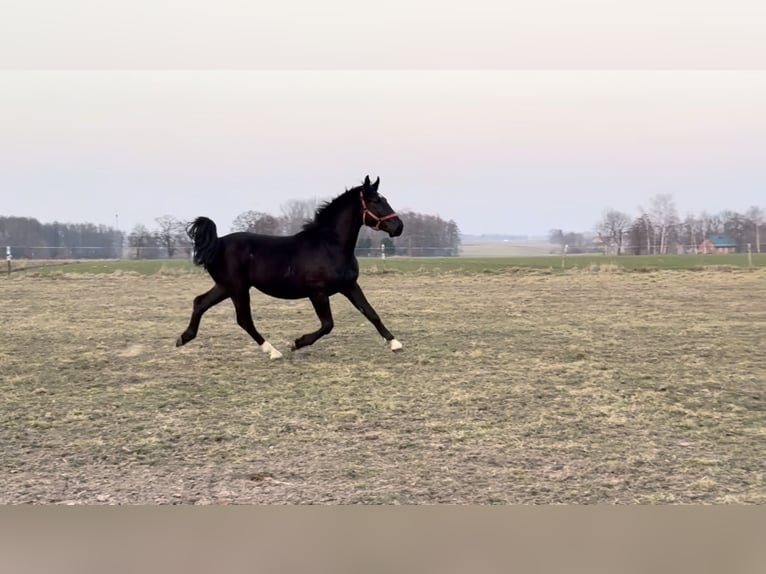 Más caballos centroeuropeos Caballo castrado 3 años 168 cm Negro in Stare Gałki