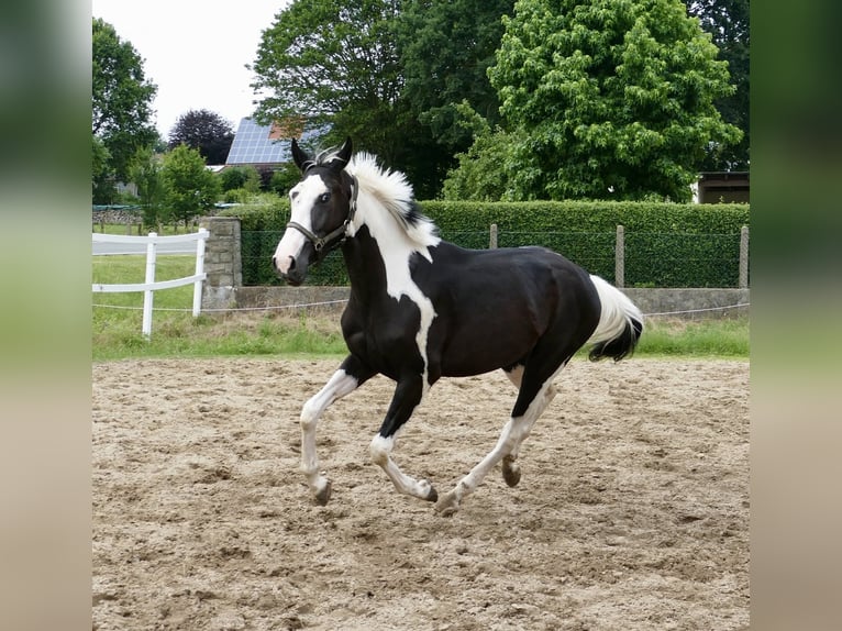 Más caballos centroeuropeos Caballo castrado 3 años 168 cm Pío in Borgentreich1200