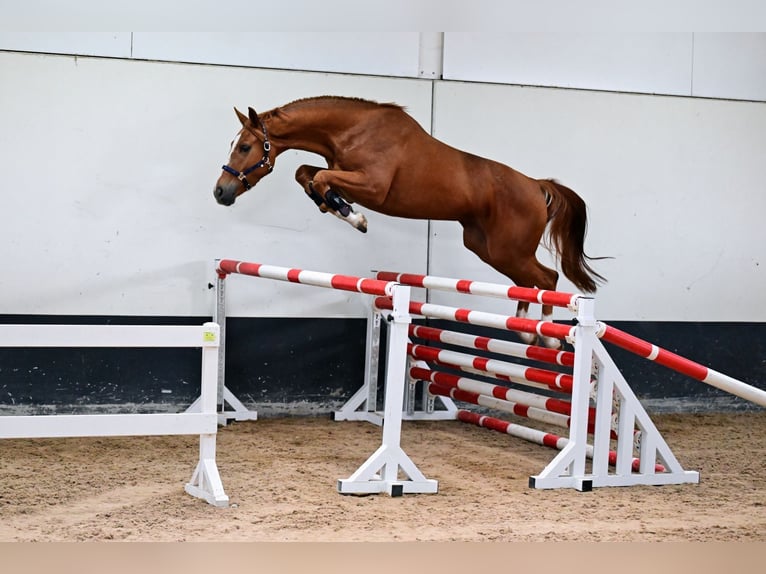 Más caballos centroeuropeos Caballo castrado 3 años 169 cm Castaño in Bladel