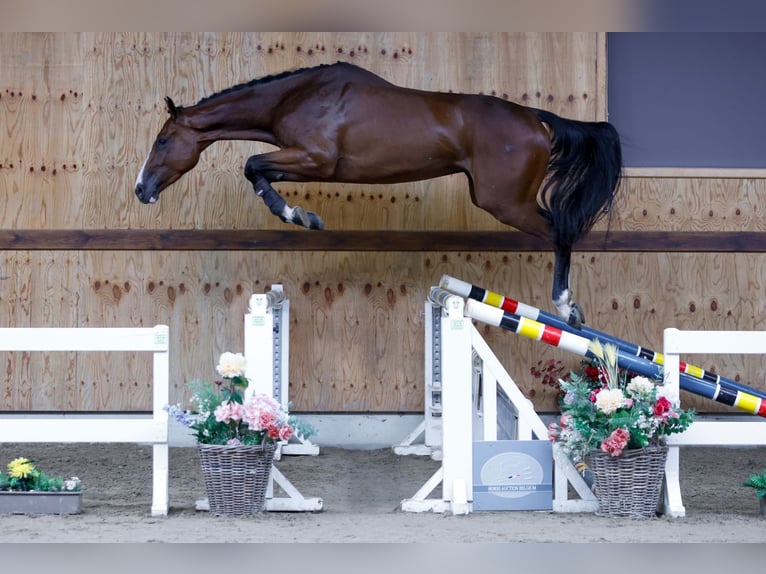 Más caballos centroeuropeos Caballo castrado 3 años 171 cm Castaño in Kinrooi