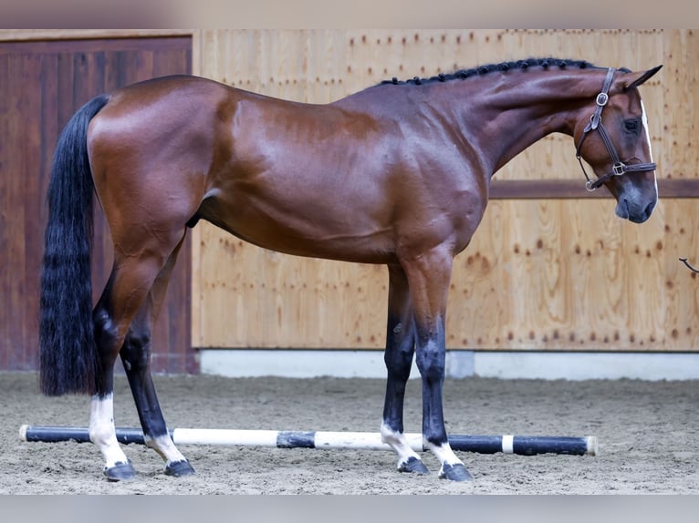 Más caballos centroeuropeos Caballo castrado 3 años 171 cm Castaño in Kinrooi