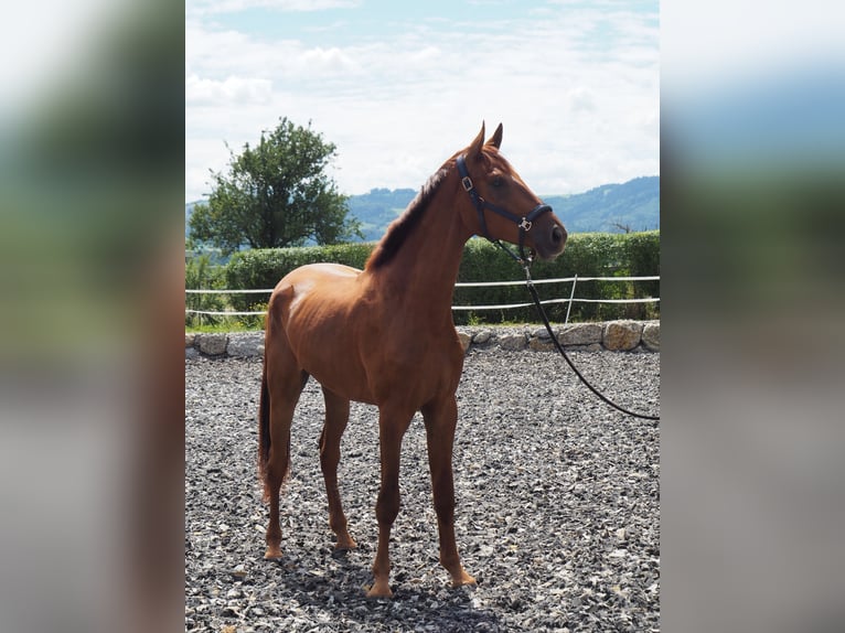 Más caballos centroeuropeos Caballo castrado 3 años 173 cm Alazán in Neuhofen An Der Ybbs