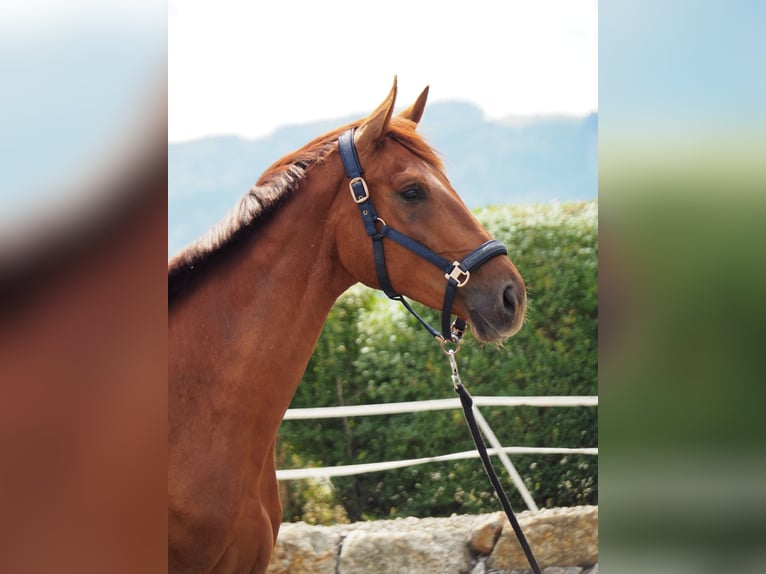 Más caballos centroeuropeos Caballo castrado 3 años 173 cm Alazán in Neuhofen An Der Ybbs