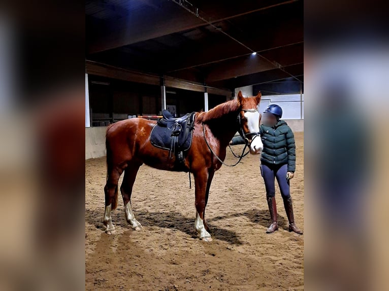 Más caballos centroeuropeos Caballo castrado 3 años 174 cm Alazán in Rotenburg (Wümme)