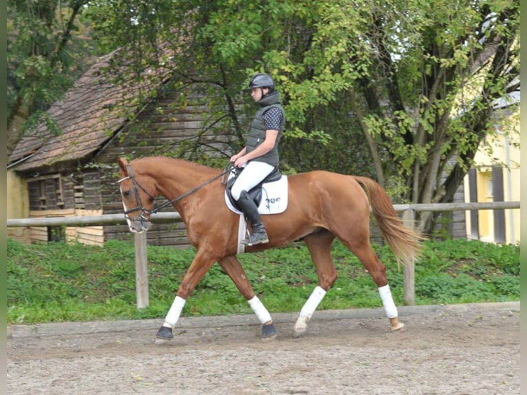 Más caballos centroeuropeos Caballo castrado 3 años 174 cm Alazán in Wellheim