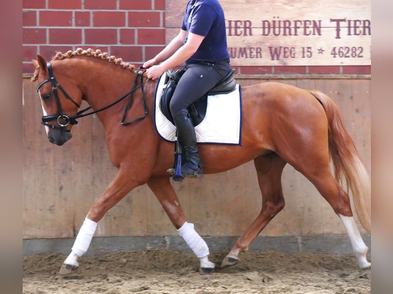 Más caballos centroeuropeos Caballo castrado 3 años in Dorsten