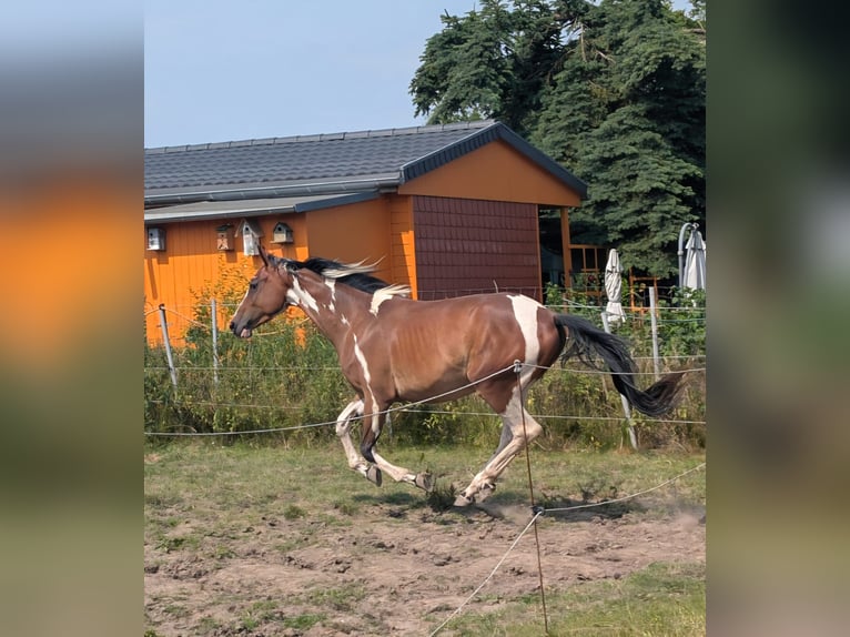 Más caballos centroeuropeos Mestizo Caballo castrado 4 años 150 cm Pío in Markranst&#xE4;dt