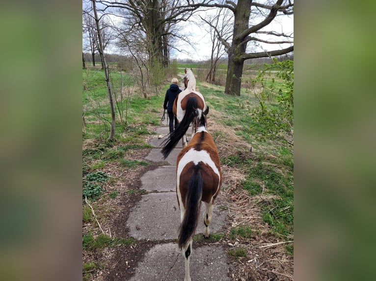 Más caballos centroeuropeos Mestizo Caballo castrado 4 años 150 cm Pío in Markranst&#xE4;dt