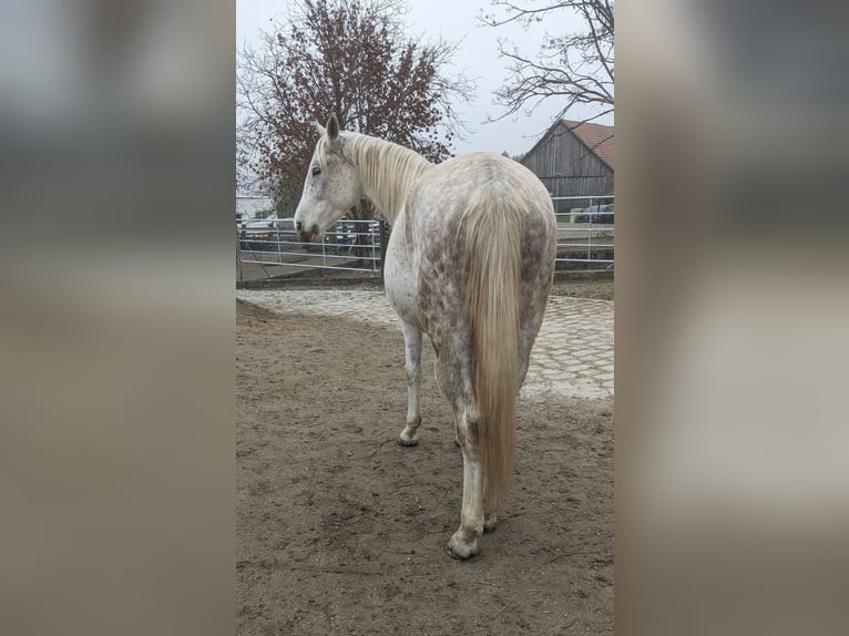 Más caballos centroeuropeos Mestizo Caballo castrado 4 años 150 cm Tordo rodado in Murstetten