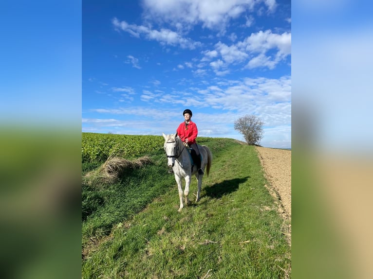 Más caballos centroeuropeos Mestizo Caballo castrado 4 años 150 cm Tordo rodado in Murstetten