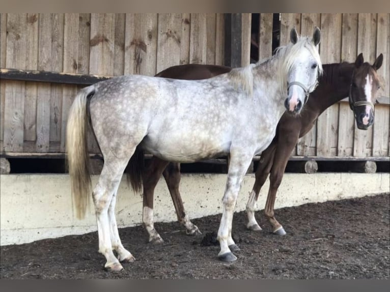 Más caballos centroeuropeos Mestizo Caballo castrado 4 años 150 cm Tordo rodado in Murstetten