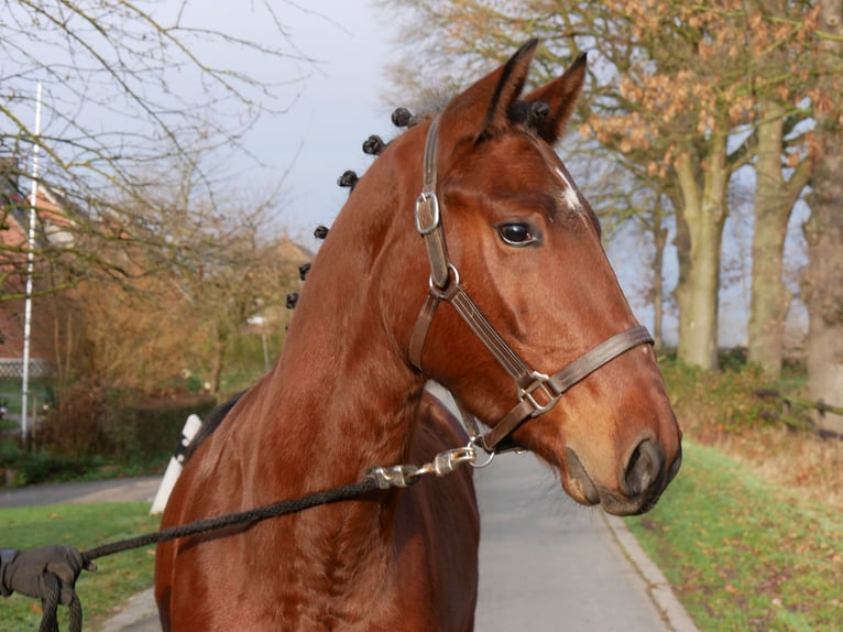 Más caballos centroeuropeos Caballo castrado 4 años 155 cm Castaño in Dorsten