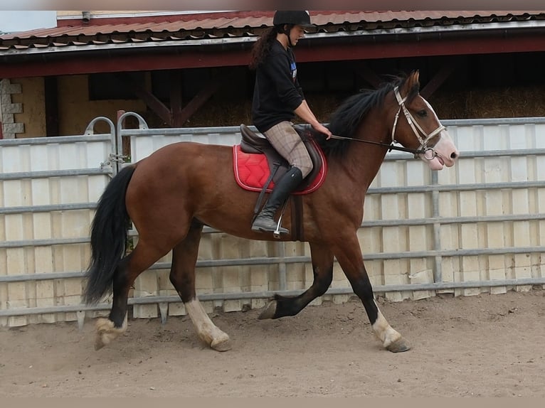 Más caballos centroeuropeos Mestizo Caballo castrado 4 años 155 cm Castaño claro in Buttstädt