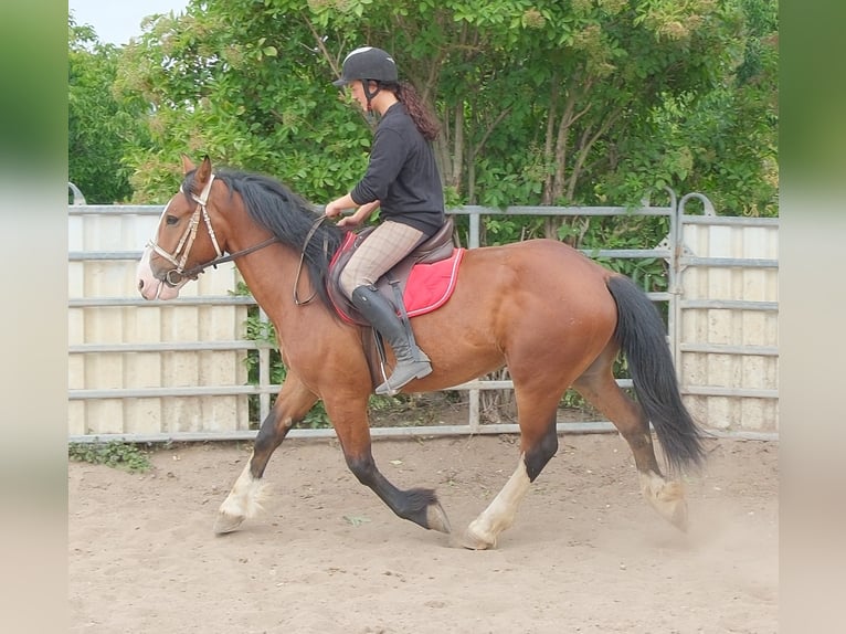 Más caballos centroeuropeos Mestizo Caballo castrado 4 años 155 cm Castaño claro in Buttstädt