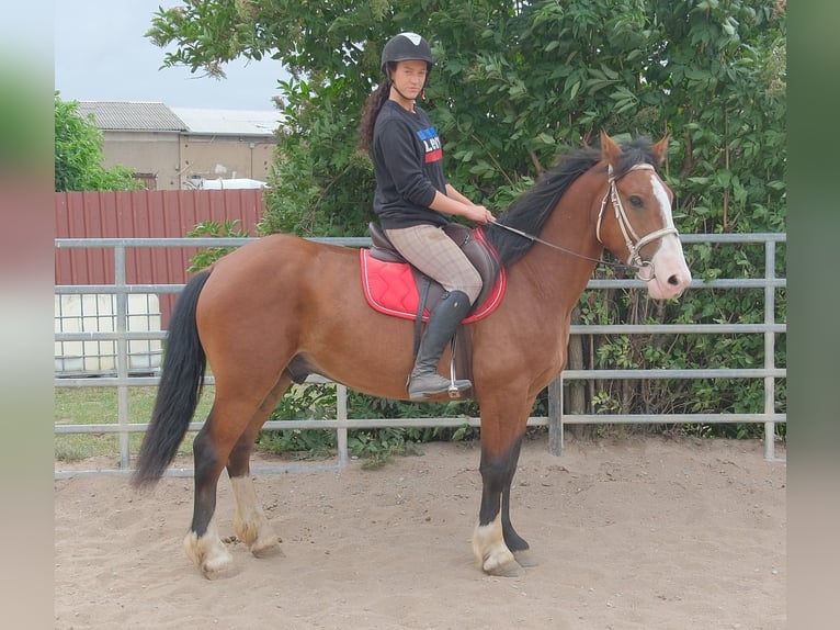 Más caballos centroeuropeos Mestizo Caballo castrado 4 años 155 cm Castaño claro in Buttstädt