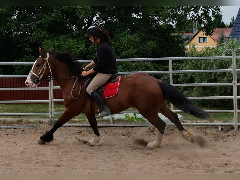 Más caballos centroeuropeos Mestizo Caballo castrado 4 años 155 cm Castaño claro in Buttstädt
