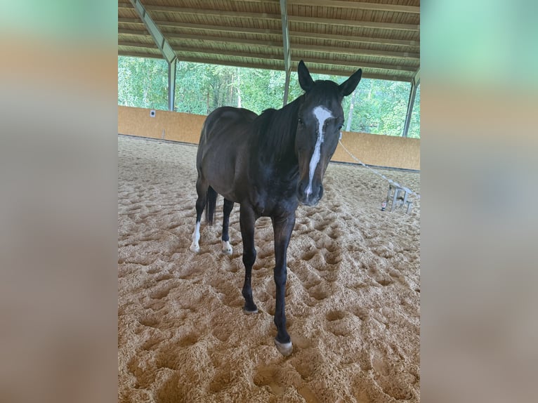 Más caballos centroeuropeos Mestizo Caballo castrado 4 años 155 cm Castaño oscuro in Donauwörth