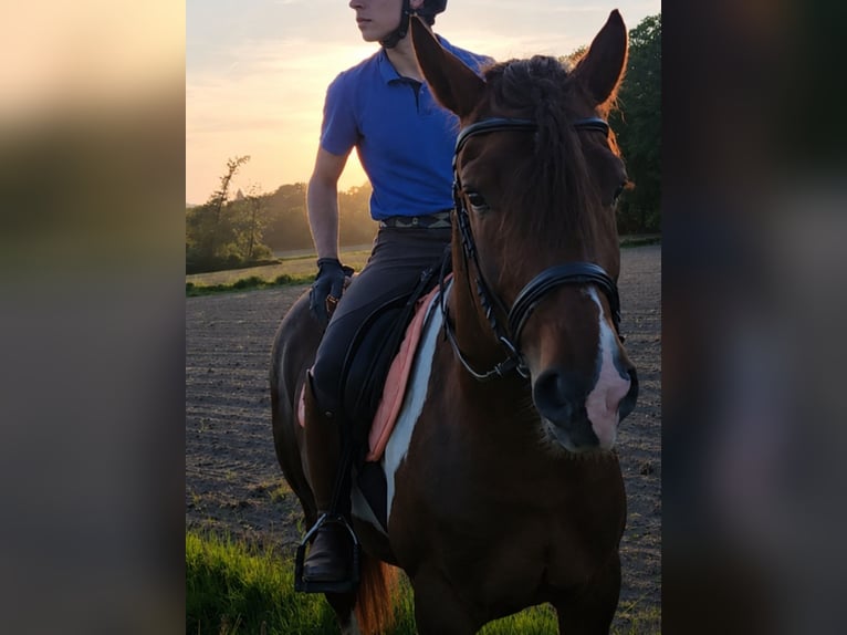 Más caballos centroeuropeos Caballo castrado 4 años 155 cm Pío in Bissendorf