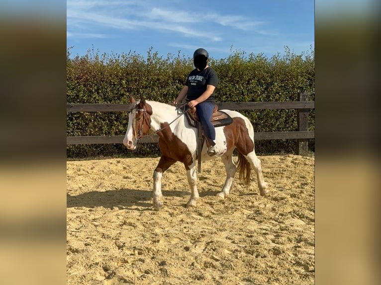 Más caballos centroeuropeos Caballo castrado 4 años 155 cm Pío in Daleiden